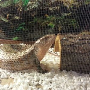 Meet your Posher, Terry